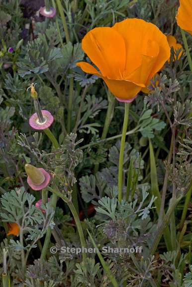 eschscholzia californica 3 graphic